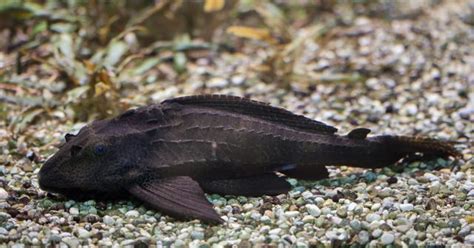 清道夫魚種類|清道夫魚:形態特徵,生活習性,品種大全,普通清道夫,24…